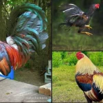 Top 7 Giống Gà Đá Hay Nhất Thế Giới — Phân Tích Chi Tiết 2026